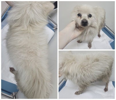 논산시 동물보호센터_444454202500419